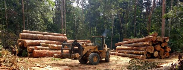 Best Sod Installation  in Pine Knoll Shores, NC